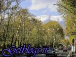 آیا چنارهای خیابان ولیعصر در تابستان زرد شده است است؟ ، خزان زودرسِ چنارهای ولیعصر